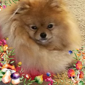 Meet your Posher, Sharon